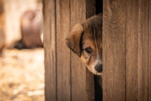 キャンプ婚活に女性が一人で参加するメリットは？