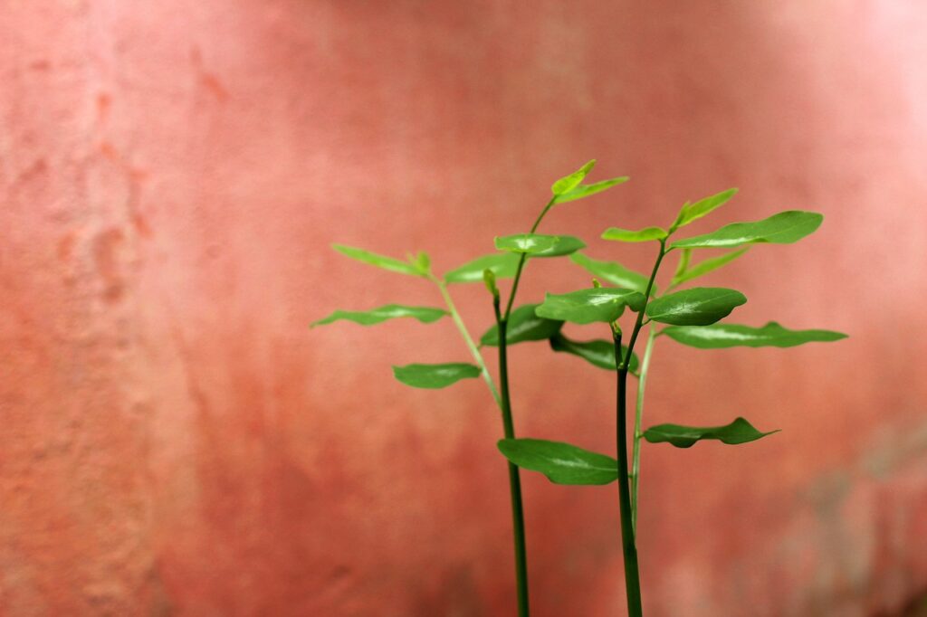 低価格でできる婚活の成功法は？