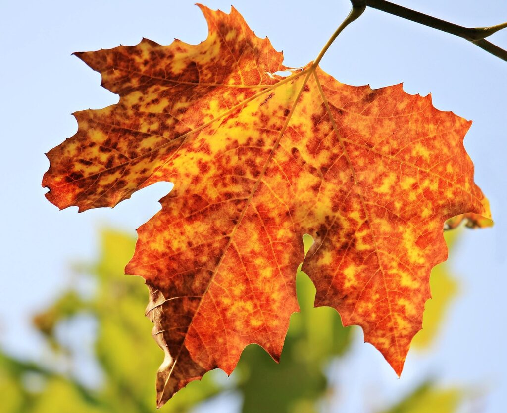 秋の星空を楽しむためのベストスポットは？