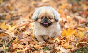 人見知りを克服するための効果的な方法は？